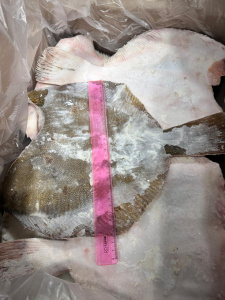 Камбала 1000 +Май